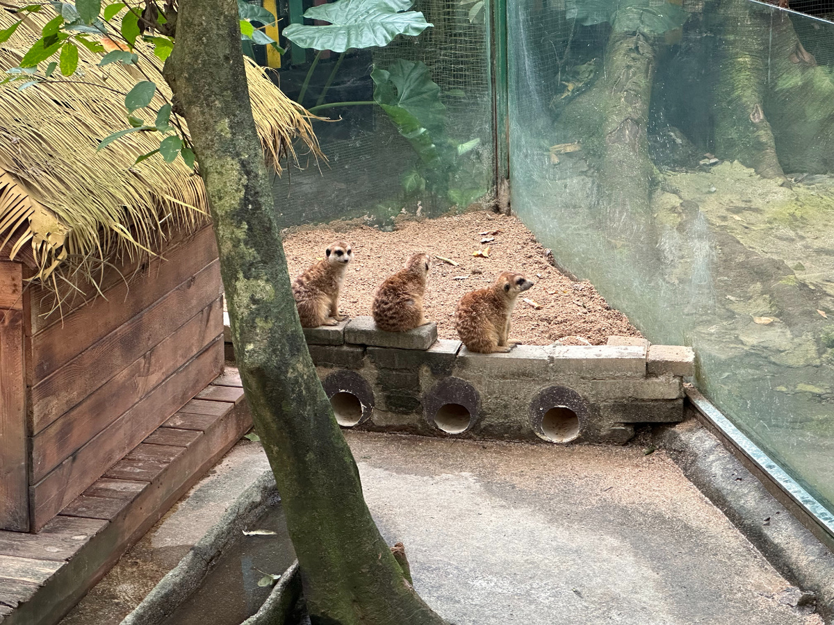 Сурикаты: вперёд смотрящий, влево смотрящий и вправо смотрящий