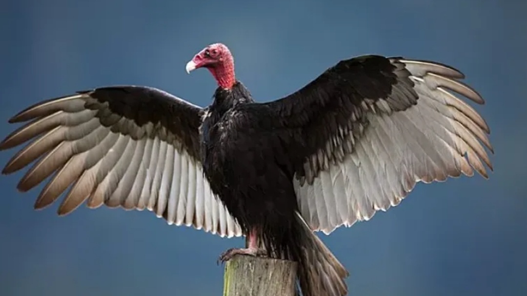 Когда бабушка идёт тебя целовать.