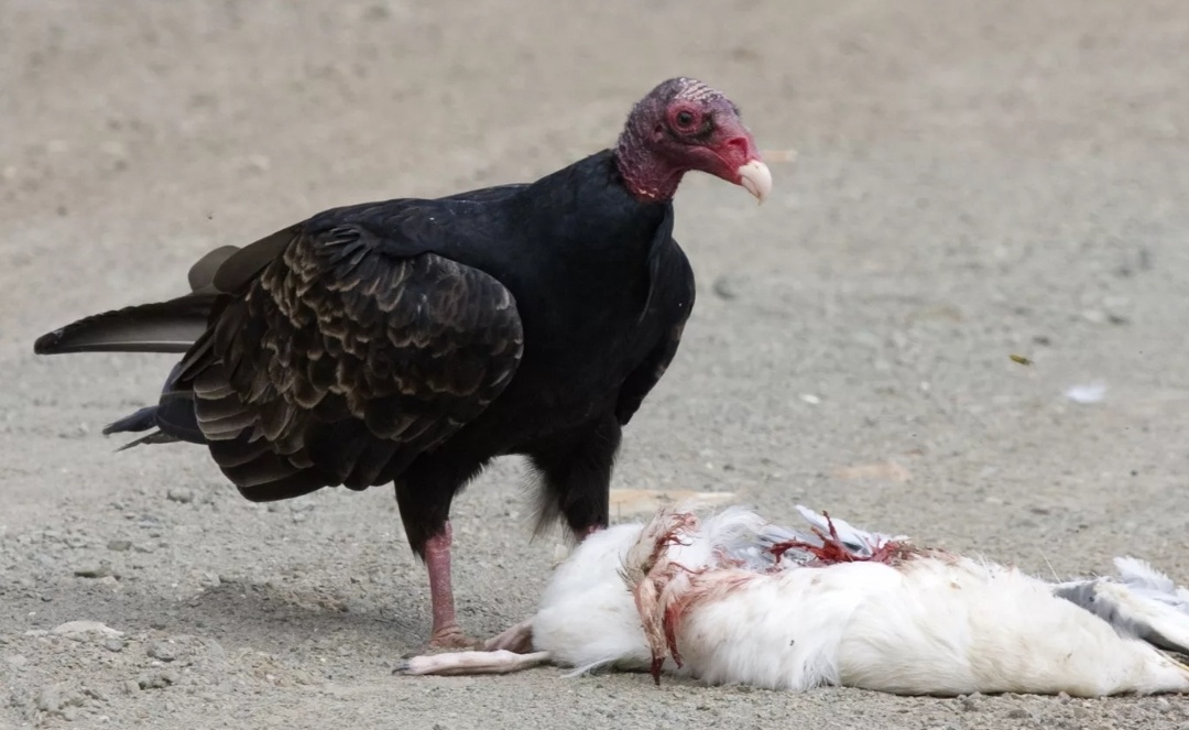 Вкуснотища какая!