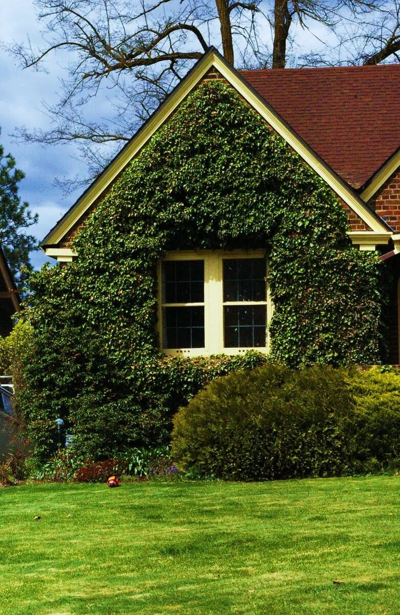 Дом увитый плющом