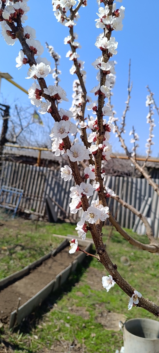 Абрикосы-такая красота