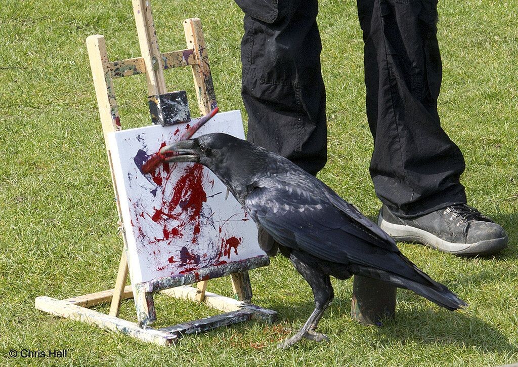 Ворона умеет рисовать