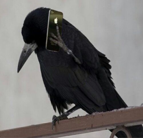 Передаёт информацию сородичам