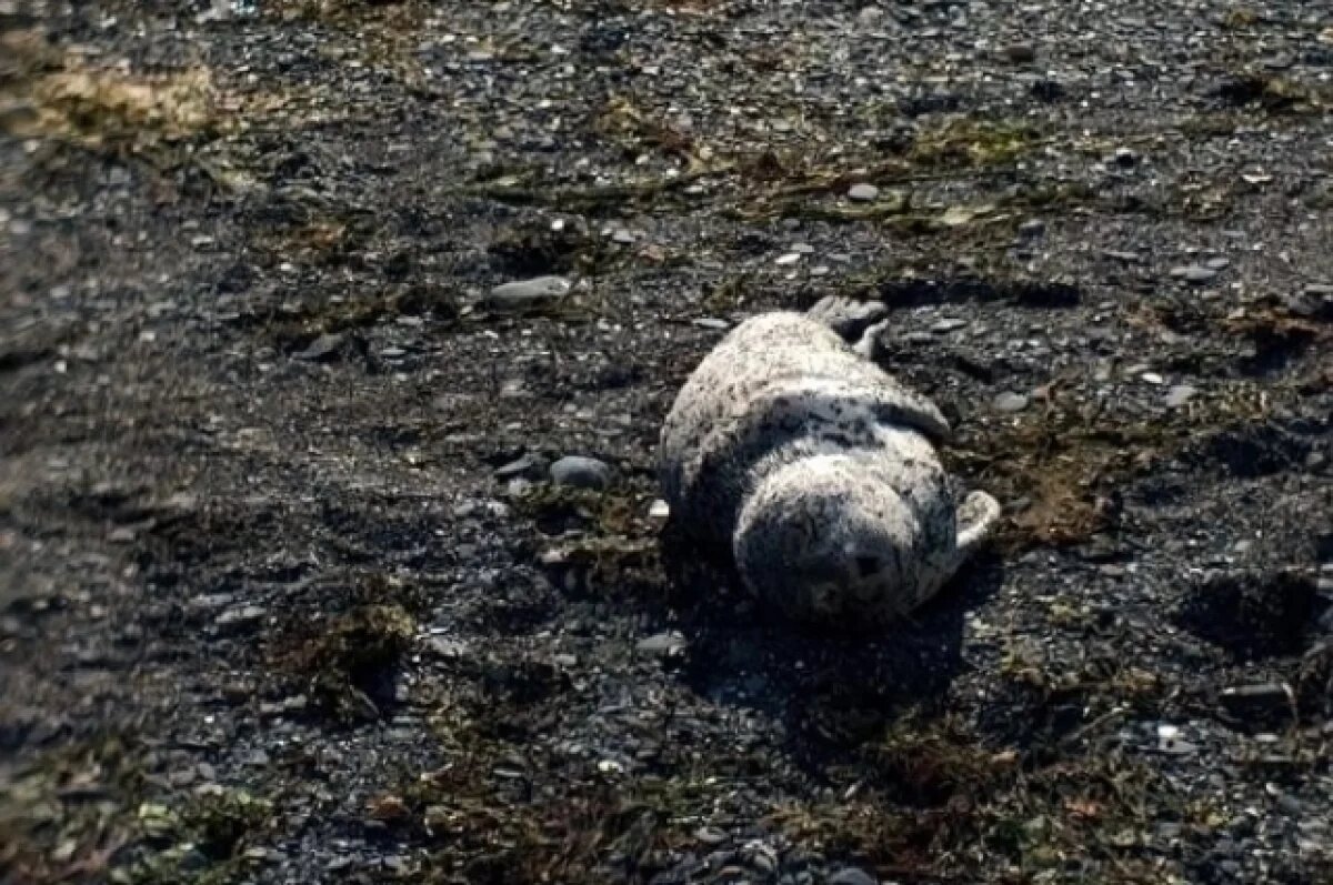    В сообщении центра реабилитации говорится, что подобные случаи не поддаются хирургическому вмешательству, поэтому им оставалось только надеяться на стойкость малыша и на счастливый случай