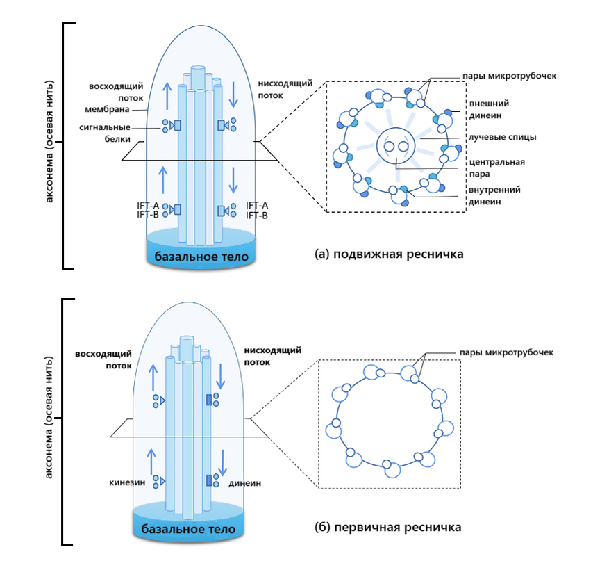 Рис. 1. Структура ресничек. Мембрана окружает аксонему (осевую нить) и сердцевину ресничек. Аксонема в себе содержит сотни белков, которые отвечают за работу ресничек. (а) Подвижная ресничка состоит из девяти пар микротрубочек, расположенных по кругу, от которых внутрь идут лучевые спицы к центральной паре микротрубочек. Движение достигается за счет внутреннего белка кинезина и внутреннего и внешнего белков динеина. Внутрижгутиковый транспорт обеспечивается двумя комплексами: IFT-A и IFT-B, которые сначала толкают весь комплекс микротрубочек к кончику реснички (восходящий или антеградный транспорт/поток), а затем возвращаются к основанию реснички (нисходящий или ретроградный транспорт/поток). (б) Первичная ресничка состоит из 9 пар микротрубочек, а движение осуществляется только за счет кинезина и динеина. 