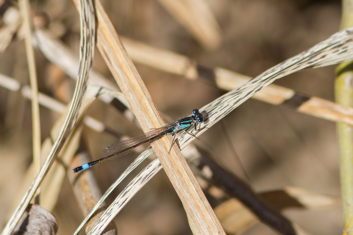 Тонкохвост изящный (Ischnura elegans) в Мытищах. 03.04.2025