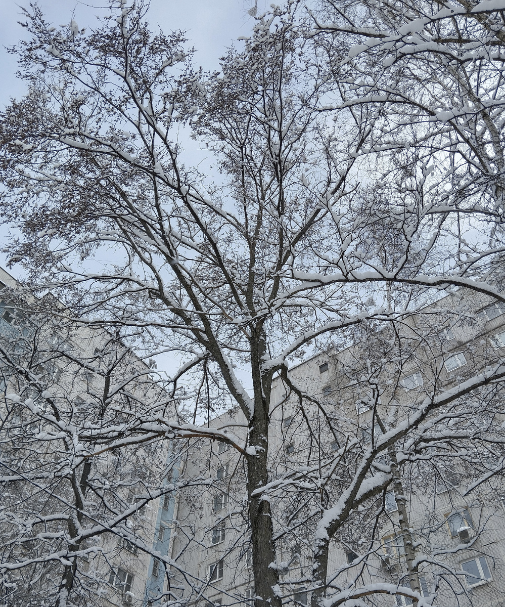 Весна. Апрель. Утро. 09.04.2025 г, среда.