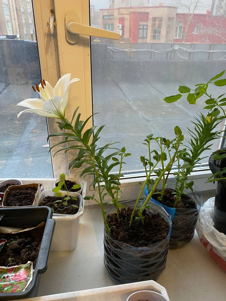 Расцвела моя лилия