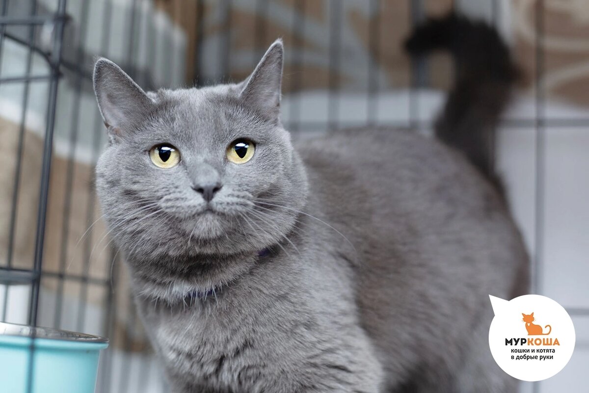 Марусик приехала с передержки.