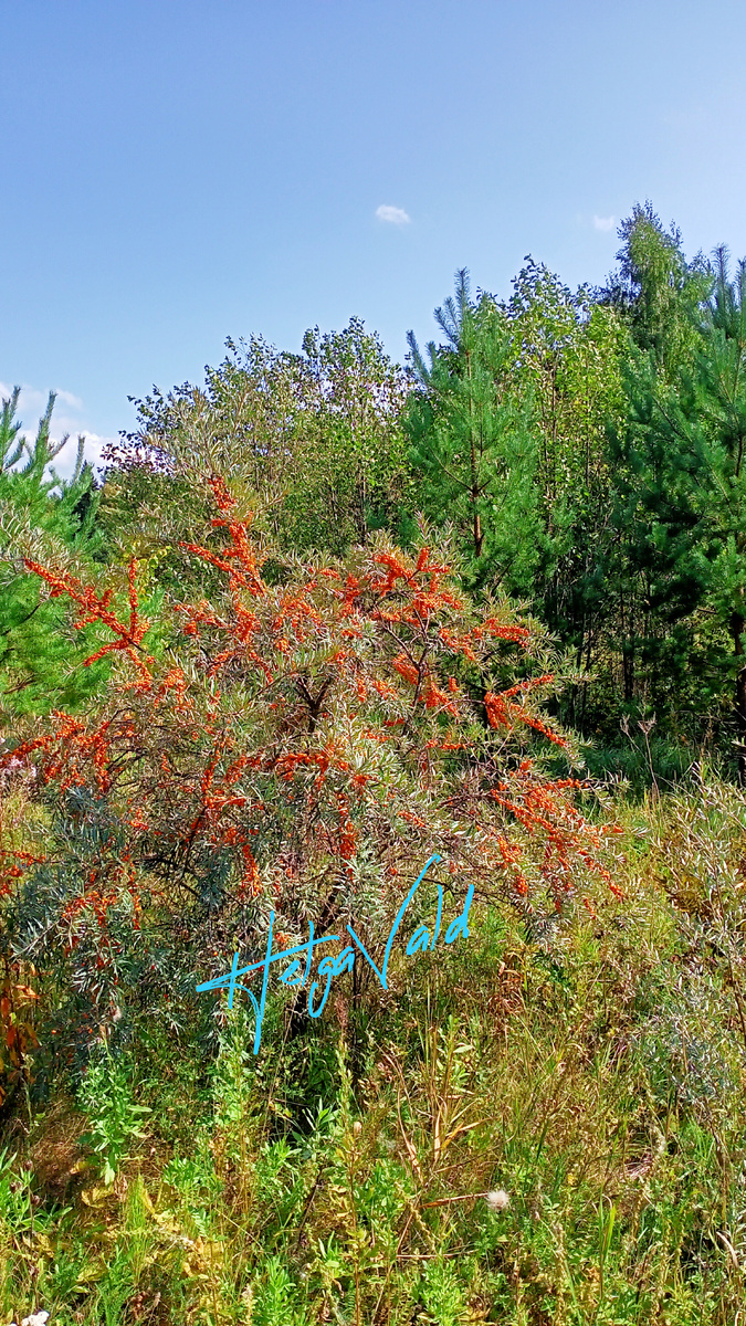Дикорастущая ОБЛЕПИХА КРУШИНОВИДНАЯ (или облепиха крушиновая).