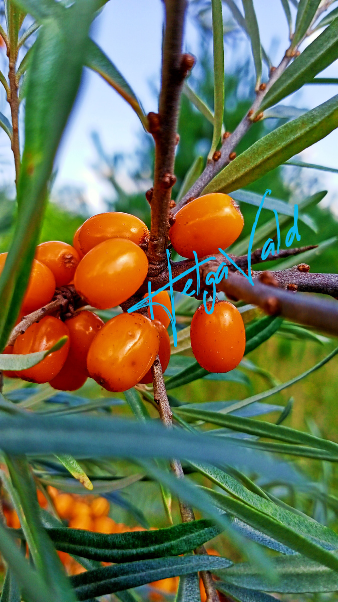 Плоды дикорастущей ОБЛЕПИХИ КРУШИНОВИДНОЙ.