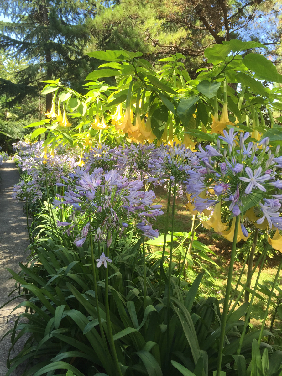Агапантусы и бругмансия в Адлере, фото автора