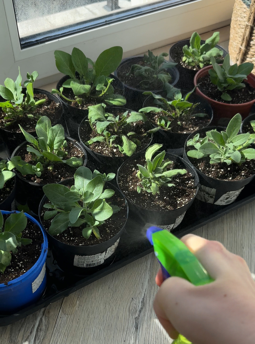 Петунии переехали из под ламп к окну. Солнца уже достаточно, световой день вырос.