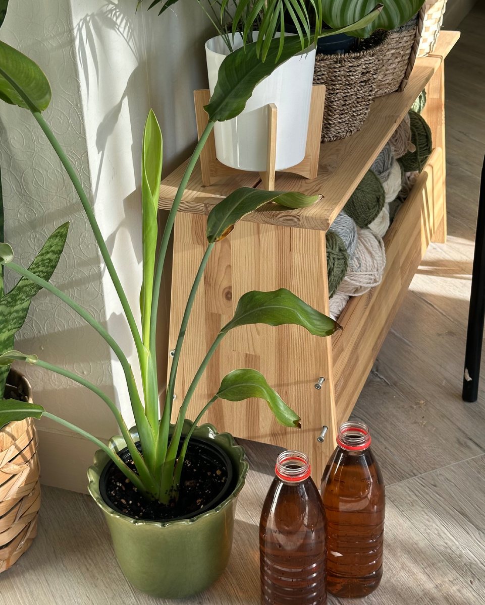 Стрелиция Регина раскручивает новый лист. В бутылках "чай" для цветов.