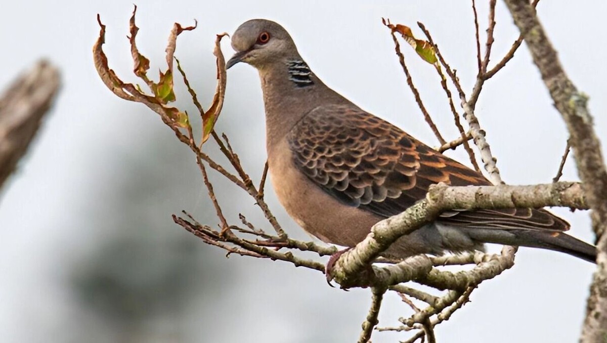     Источник: Государственный природный заповедник «Буреинский»