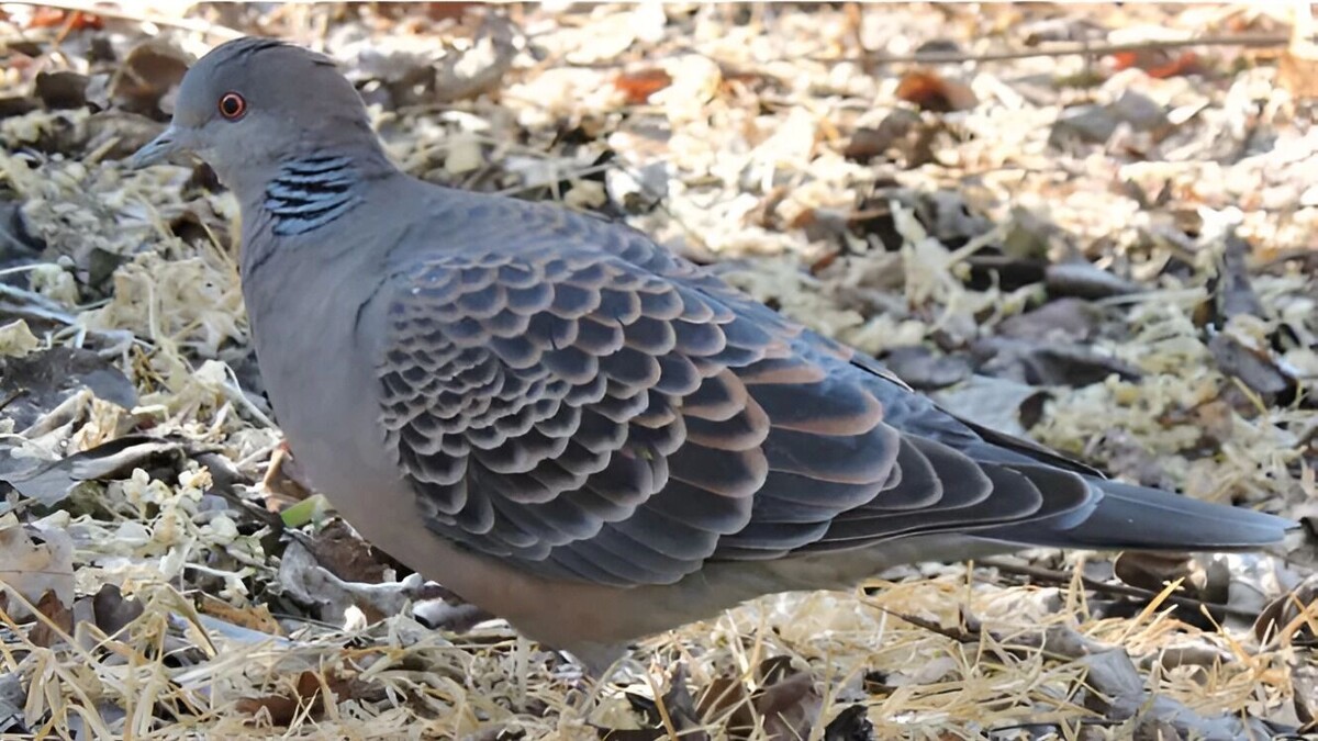     Источник: ФБГУ «Заповедное Приамурье»