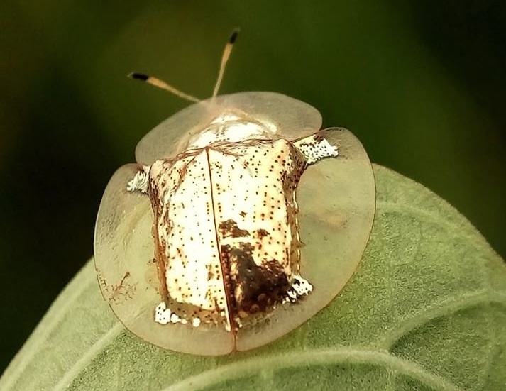 Золотой черепаховый жук