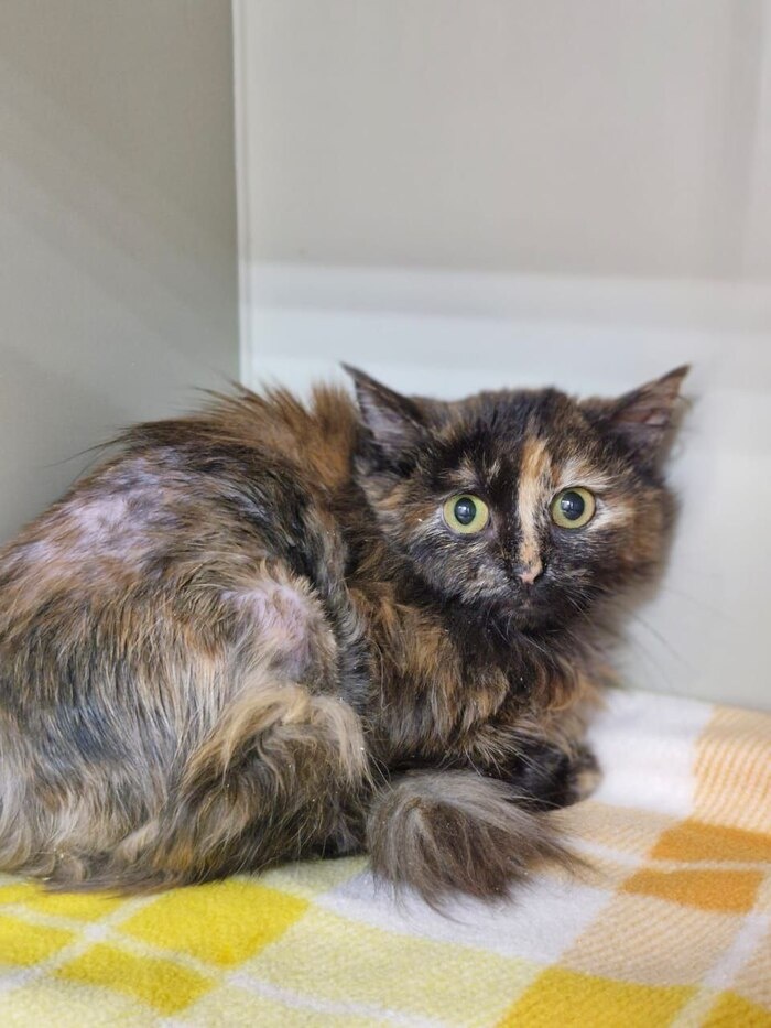 Чопа в клинике