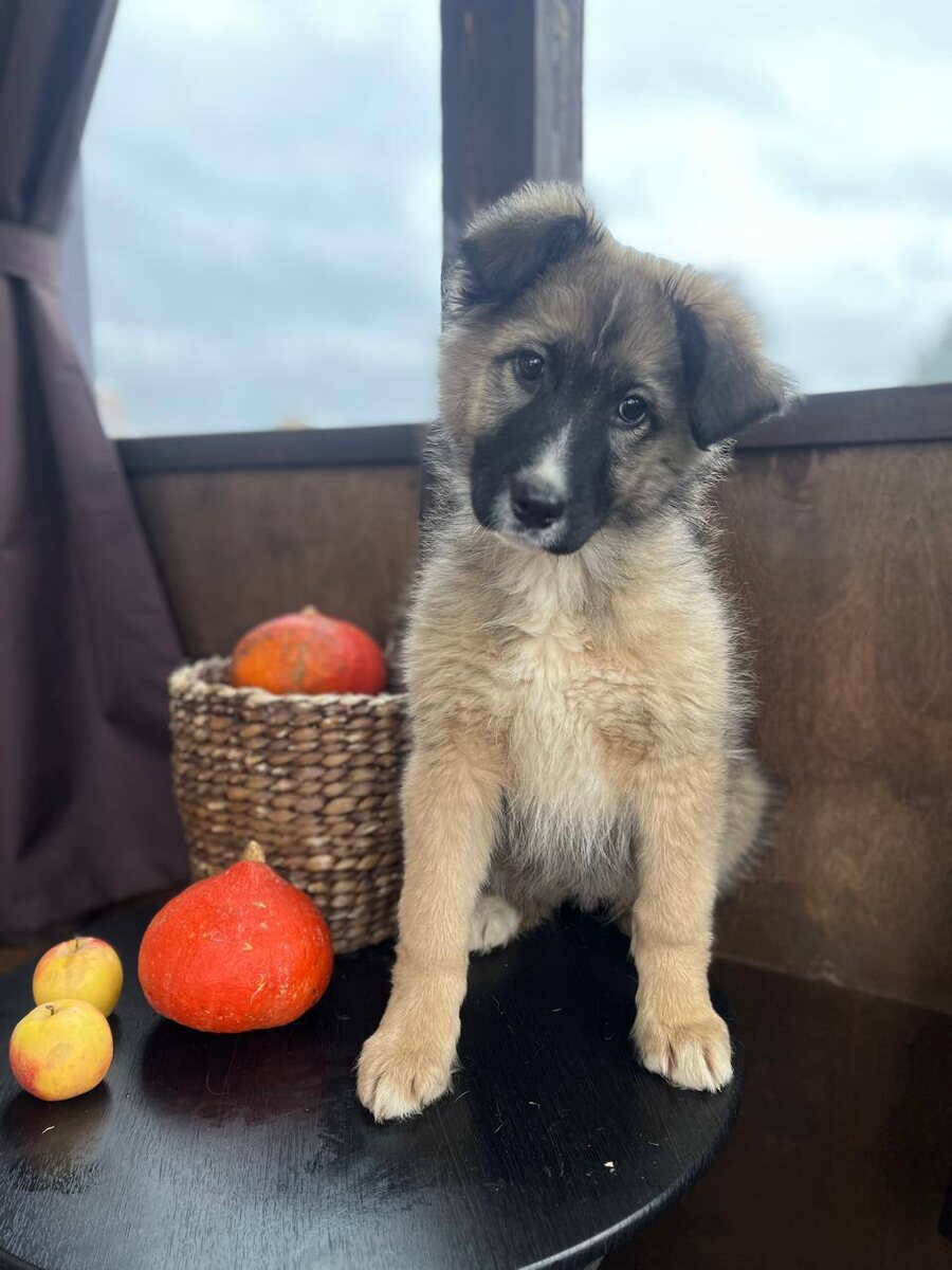 Вот такой необыкновенной малышкой была наша Печенька