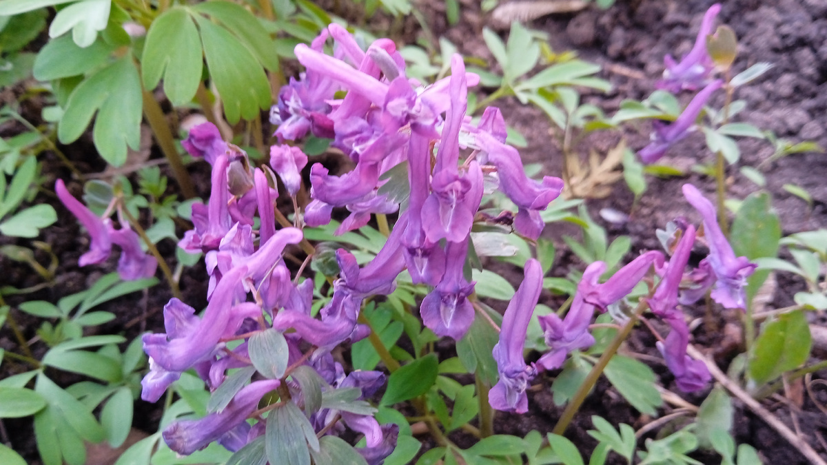 Лесные первоцветы в моем саду, апрель 2025