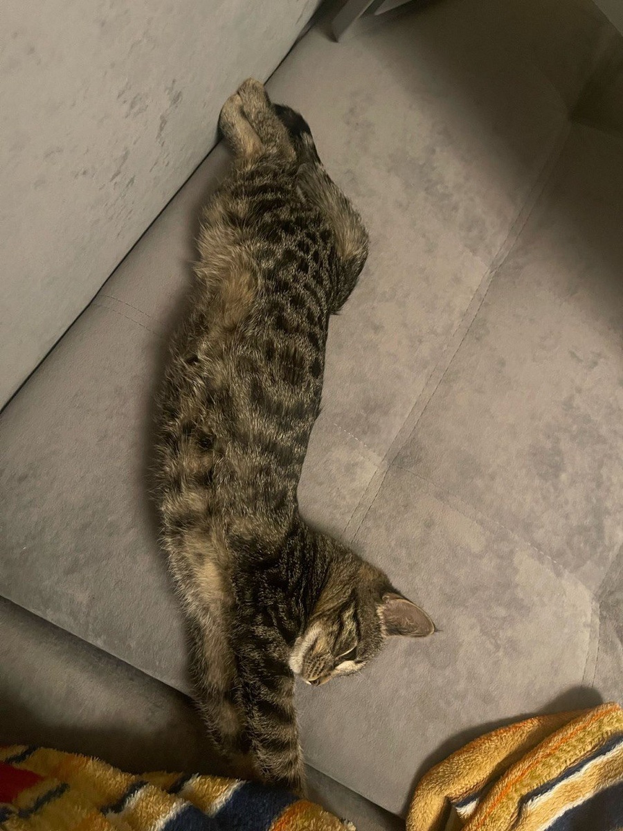 Тигруля дома (для просмотра следующих фото листайте вправо)