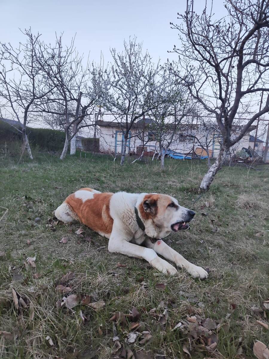 Зевс. Дагестан