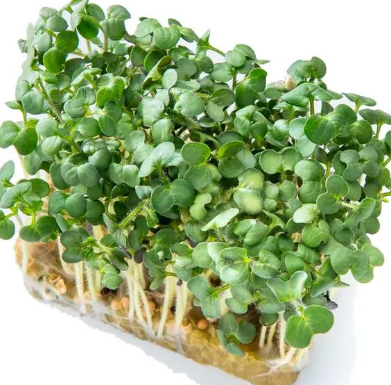 Микрозелень горчицы белой.