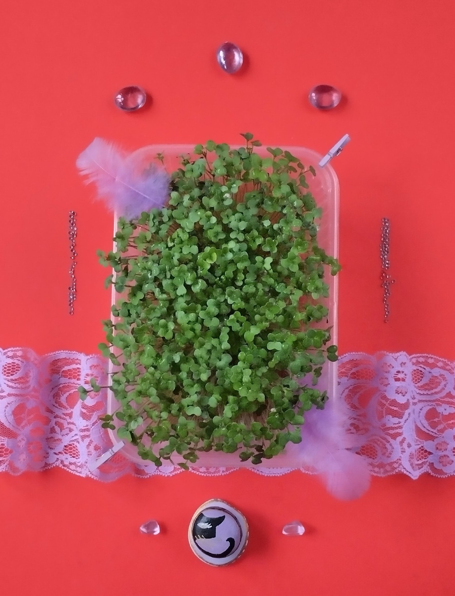 Микрозелень желтой горчицы.