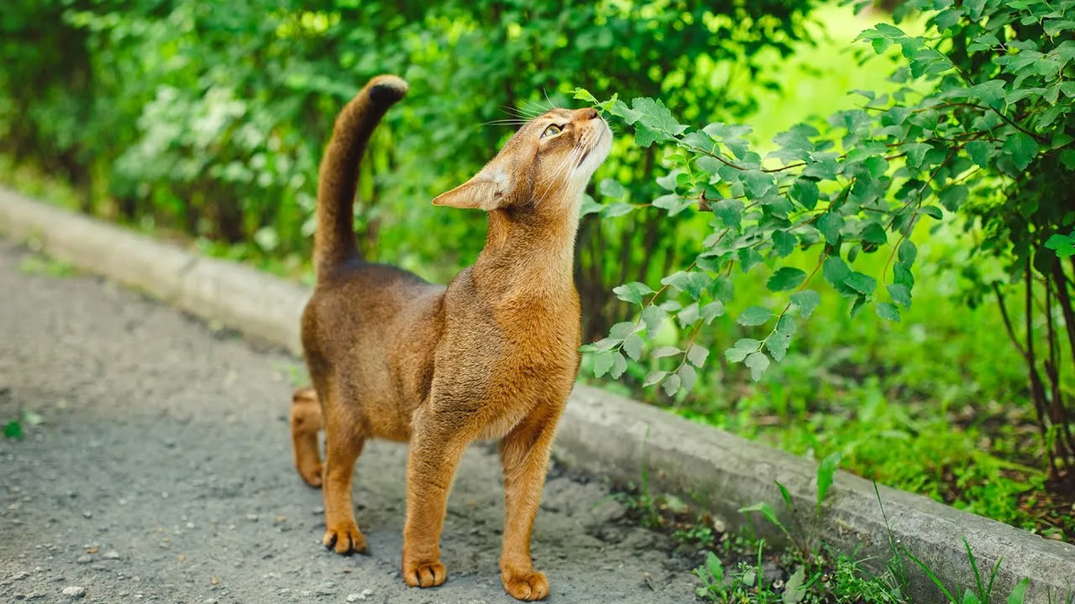 Абиссинская кошка