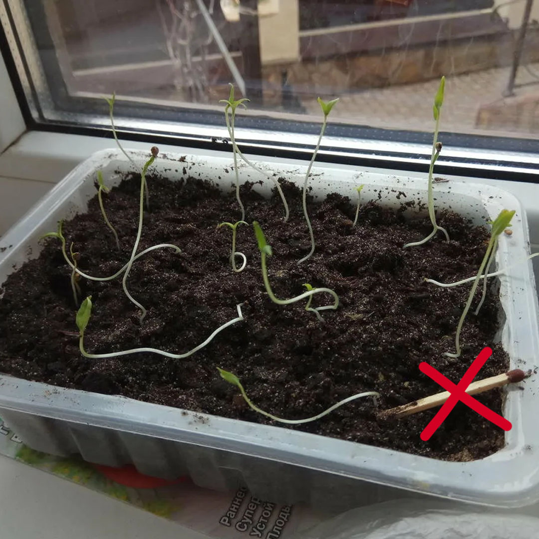 Вот таки экземпляры встречаются сейчас на подоконниках