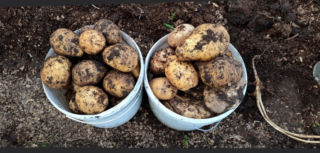 Это фото прошлого года,. Вот такая шикарная картошка у меня выросла, не смотря на то, что у большинства был не урожайный год. 