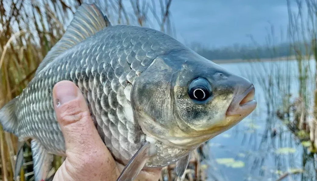 Карась пойманный в камышах. Источник фото ru.pinterest.com