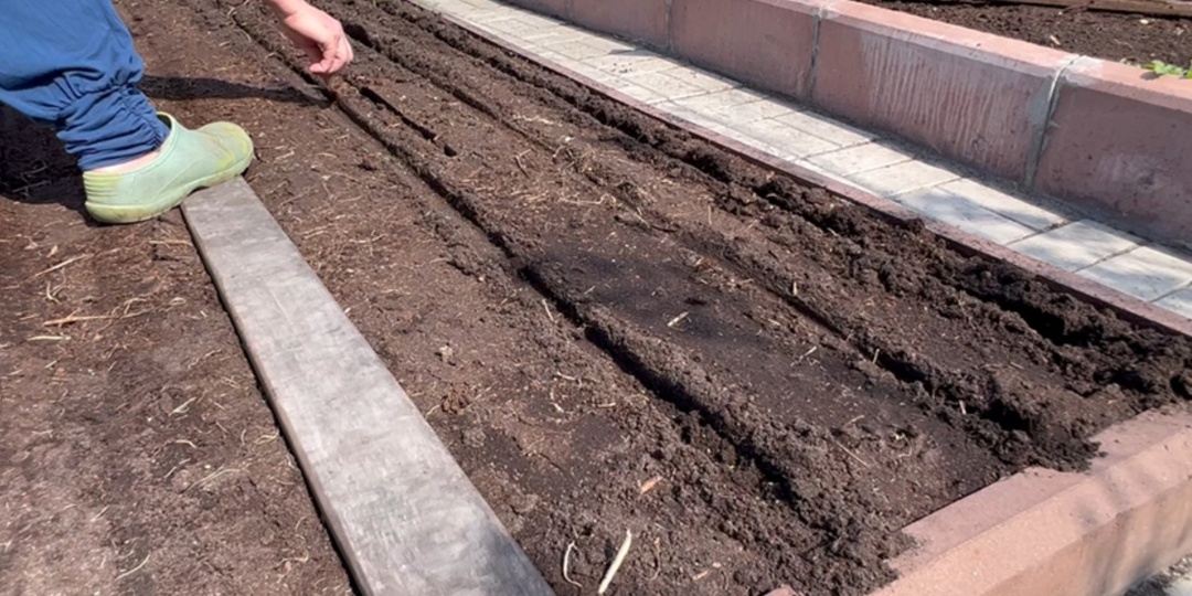 Как сеять морковь: стародавний способ для дружных всходов