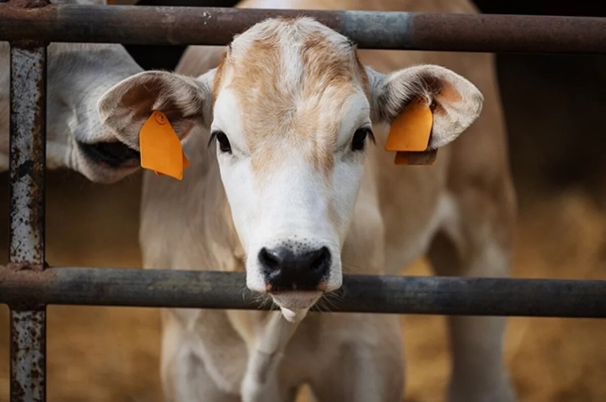    Жители Гуева рассказали, как во время оккупации им помогла выжить корова