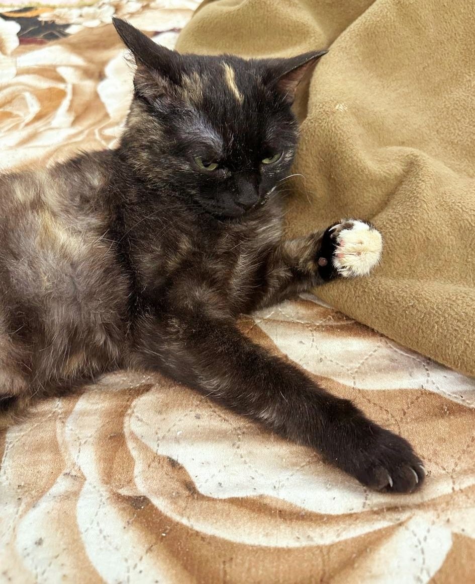 Кошка для привлечения внимания…
   Нужно продолжать историю с трубой, но мне лень
    Вернее, я не понимаю одного: почему ситуация, что в реальности яркая, эмоциональная, неоднозначная и вызвала бурю страстей на бумаге становится такой плоской и скучной, что нет ни одного дочитывания?
    Но я продолжу.
