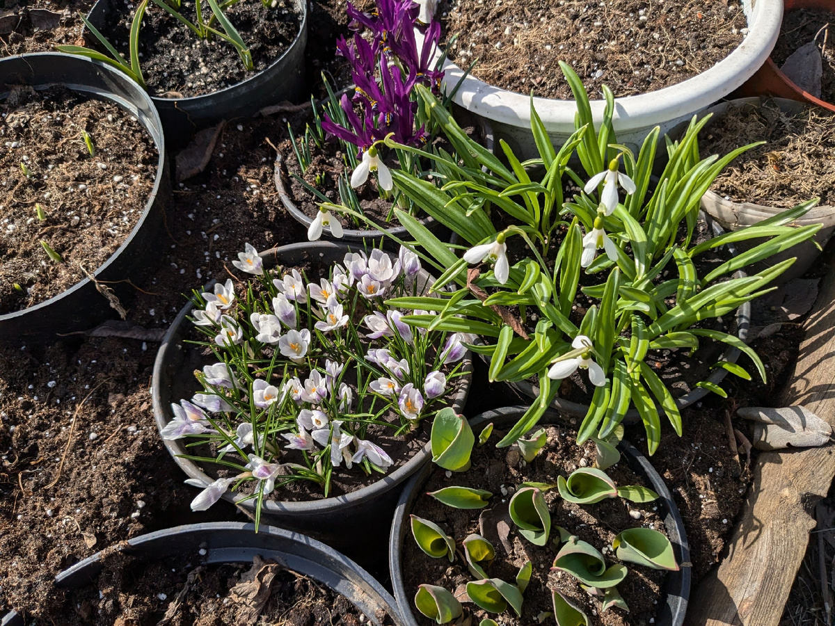 Цветение началось