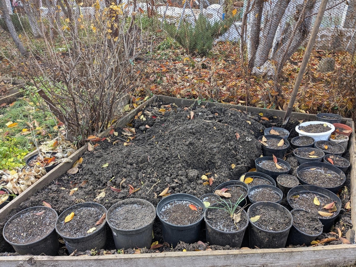 Ноябрь, прикоп с первоцветами