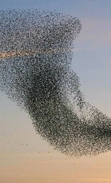 Эскадрон летучий