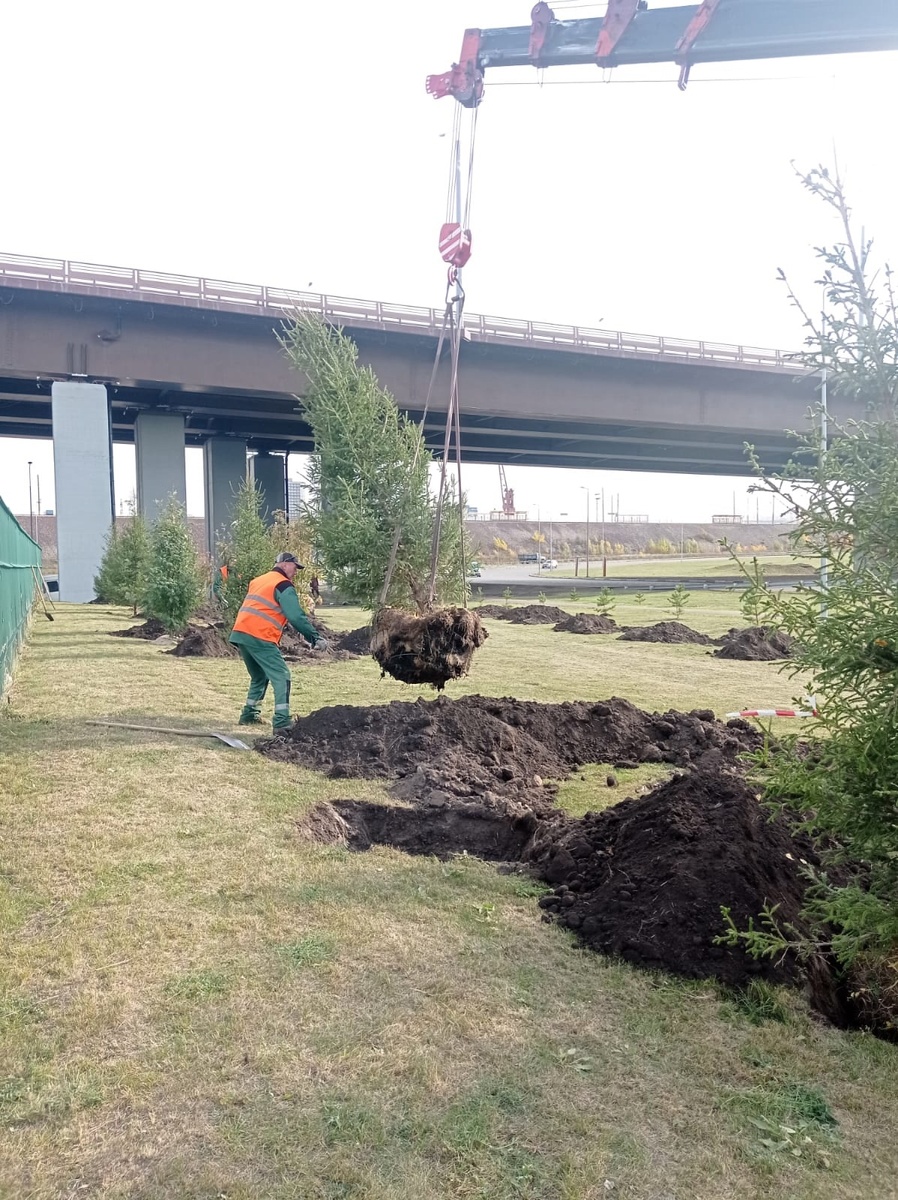     Деревья в специальных кадках будут высаживать над коммуникациями в Красноярске
