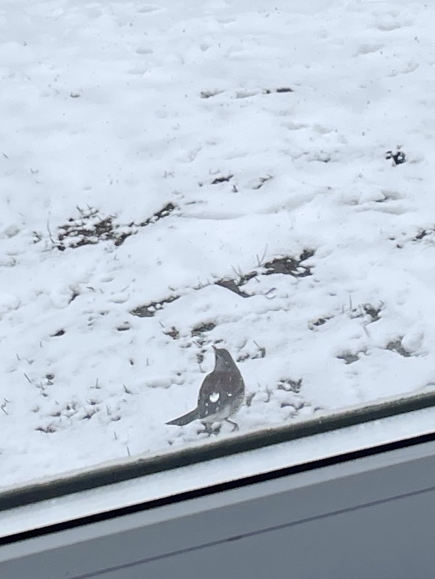 Скворец. Очень любопытная птица. Часто заглядывает в окна.