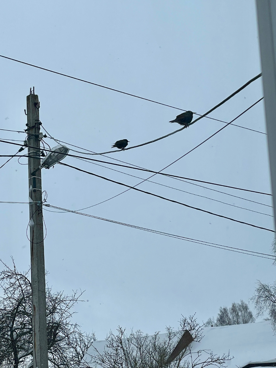 Дрозды. Довольно большие.