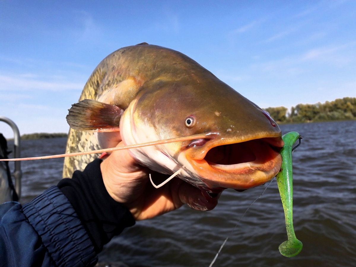 Ловля сома на квок: техника и приспособления