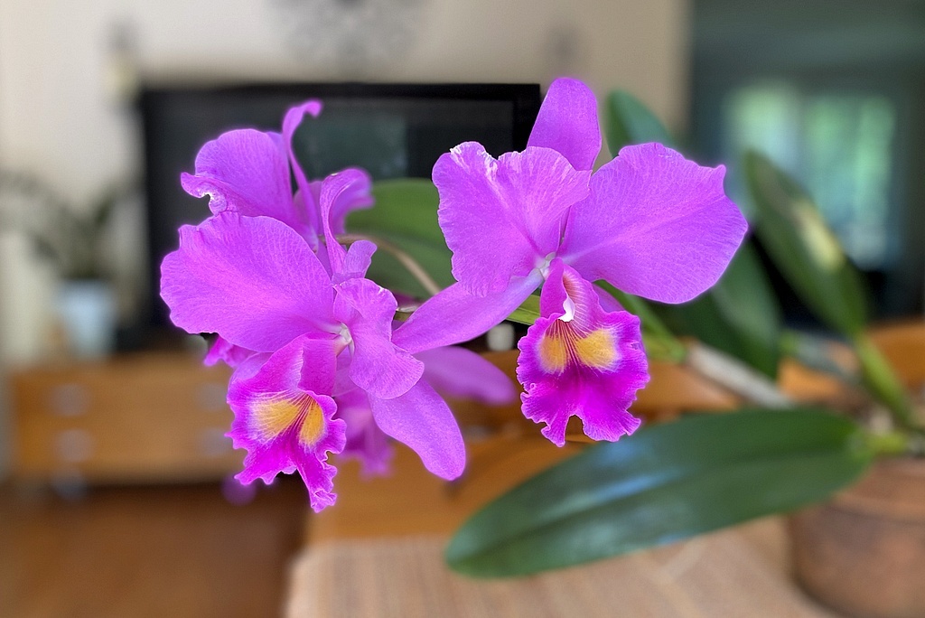 Каттлея, фото (как и следующие) из домашнего архива