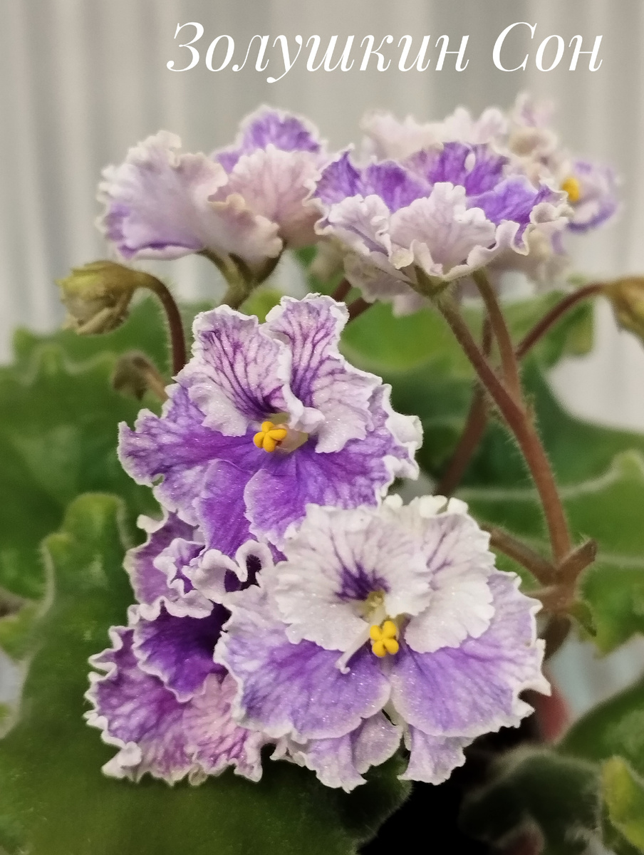 Моя любовь!