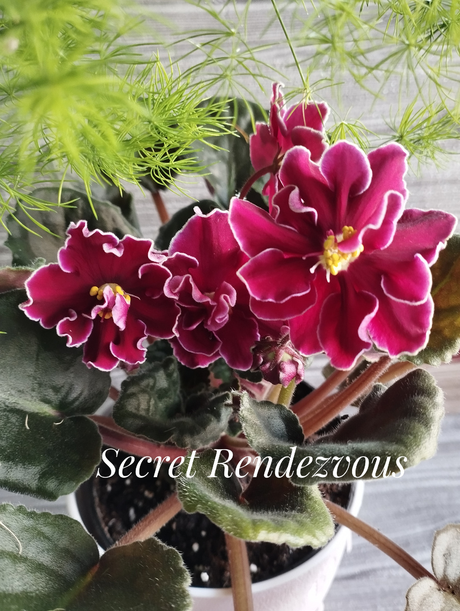 Страстная красотка!