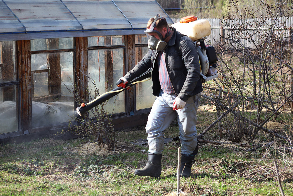 Наибольшая активность насекомых приходится обычно на май и июнь.  Фото: Фото: ФедералПресс / Елена Майорова