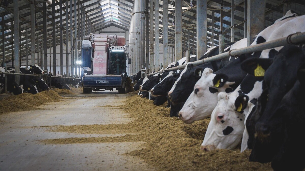     Источник: 1MI