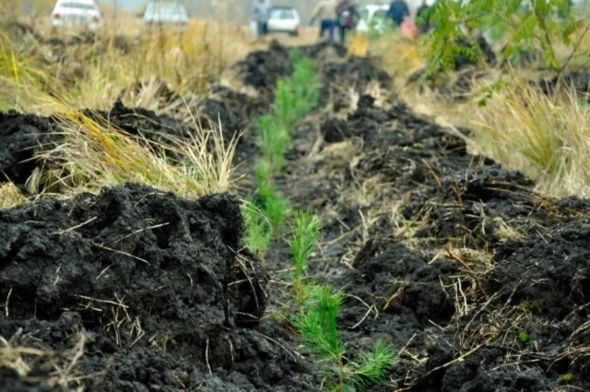    30,7 млн руб. в Пензе планируют пустить на озеленение города в 2025 году