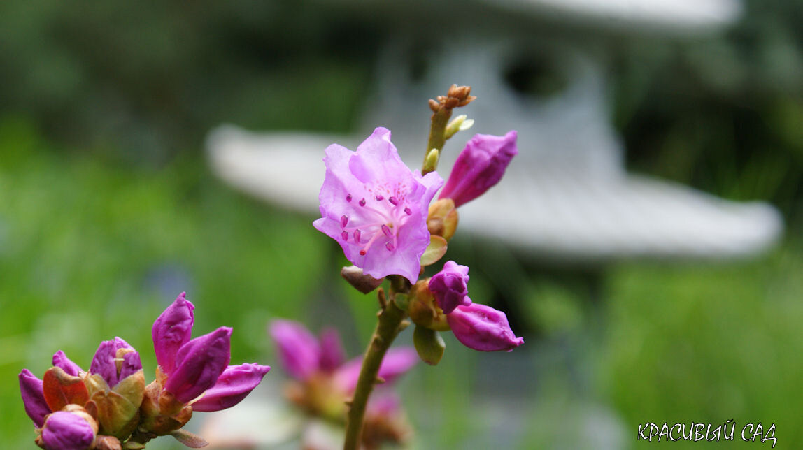 Рододендрон P.J.M. Elite. Первый цветочек