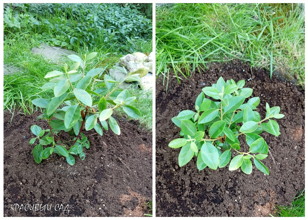 Вот такой он был хорошенький в мае прошлого года. Вскоре после посадки